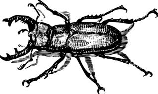 beetle with horns