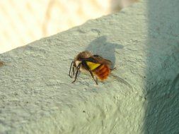Hummel in Nepal