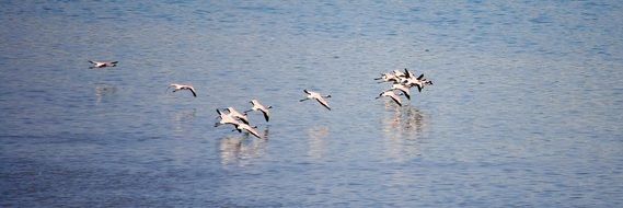 Picture of Flamingos Birds in a flight