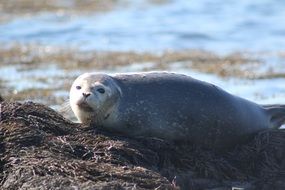 grey Seal lying on Harbor, canada, new brunswick, bay of fundy