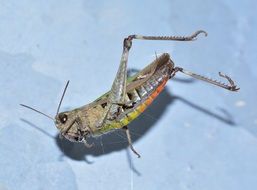 grasshopper on cobweb close up