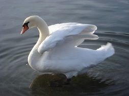 white swan on a lake