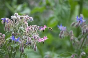 Bee in flight at borago flowers