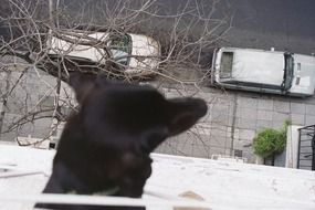 Picture of playful dog