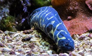 blue sea animal at the bottom of the sea