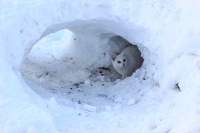 white cat in a snow hole