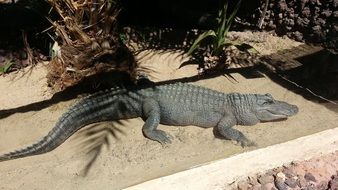 chilling crocodile in the zoo