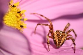 spider on the pink flower