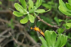 yellow assassin bug nymph