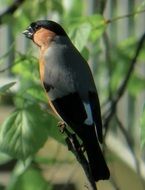 Closeup photo of Bullfinch Bird