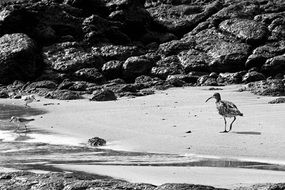 black and white photo of heron on the beach