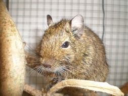 degu or shrub's squirrel