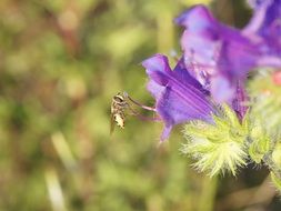 purple Flower and wasp close-up