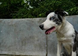 photo of blue eyed doggy on a street