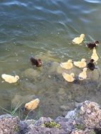 black and white ducks at the rock
