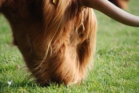 Brown cattle in Highland