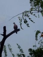 birds high on a branch