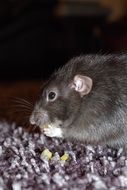 rodent eats the bread crumbs