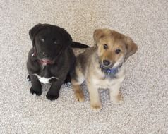 Labrador Puppies Dogs