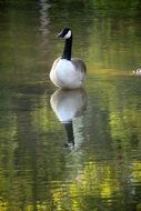 floating canadian goose