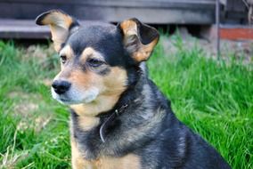 Cute puppy sits on the grass