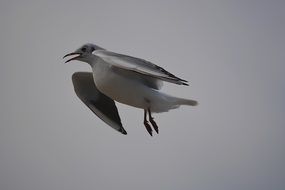 Wild white seagull in flight in a gray sky