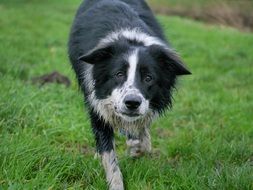 old border collie on green grass