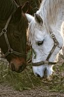horse heads close up