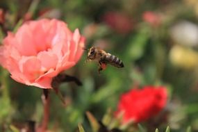 flying bee in the garden on a blurred background