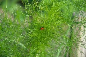 ladybug in the green dill