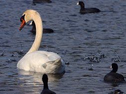 beautiful and cute white Swan