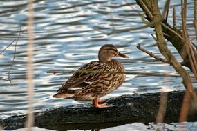 brown duck on a log in a pond