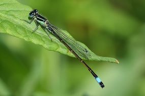 dragonfly like a flying insect