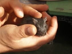 mouse in human hands