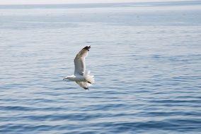 Mediterranean Gull Bird