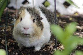 Colorful and cute guinea pig is a domestic rodent