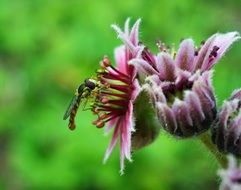 Ordinary Long Belly Campestris with insect close-up on blurred background