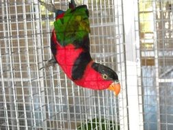 little parrot on the cage wall