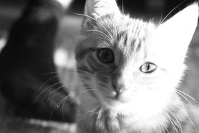 picture of a kitten