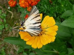 Beautiful clorful Dovetail butterfly on the beautiful flower