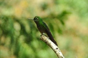 Birds Hummingbird close-up on blurred background