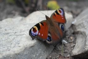 peacock butterfly on grey stone