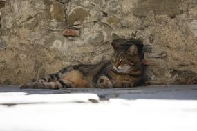 cute cat asleep near the wall