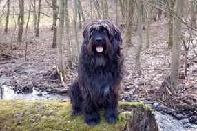 black Waeller Dog sitting on mossy log at forest