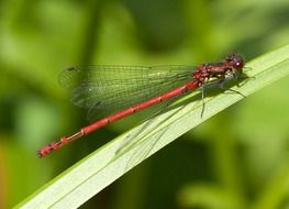 red dragonfly on the green grass