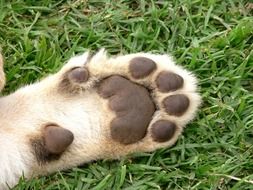 Lion Cub Foot on green grass close up