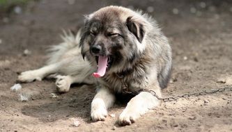 delicious Dog Tired