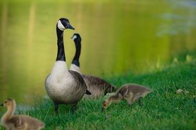 wild birds by the lake