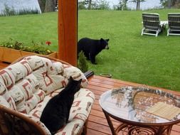 Bear in the garden on the terrace