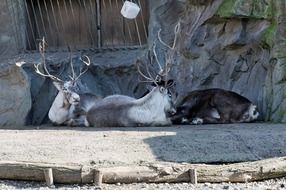 astounding Reindeer Lying